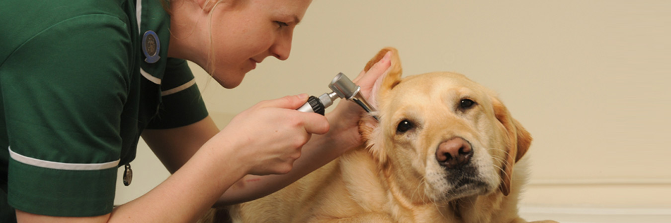 Veterinary Instruments