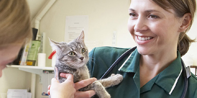 Veterinary Instruments